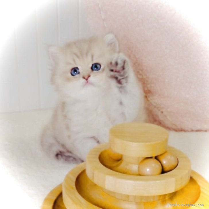 ブリーダー画像