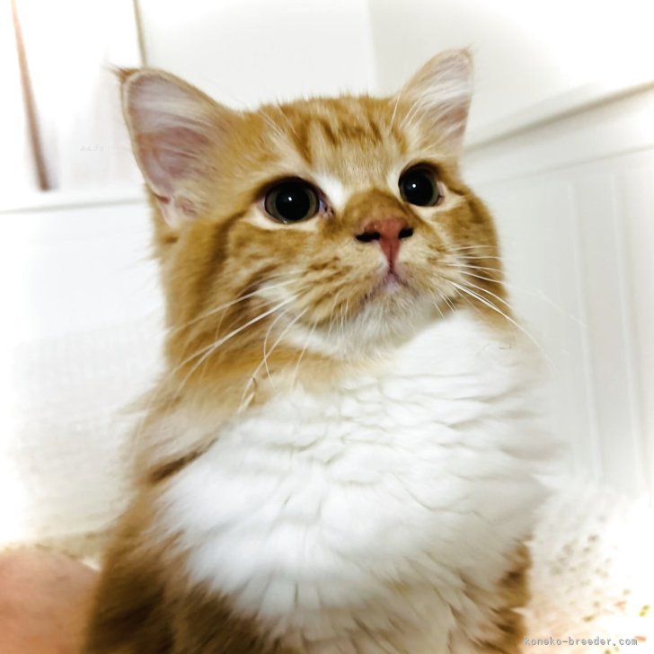 ブリーダー画像