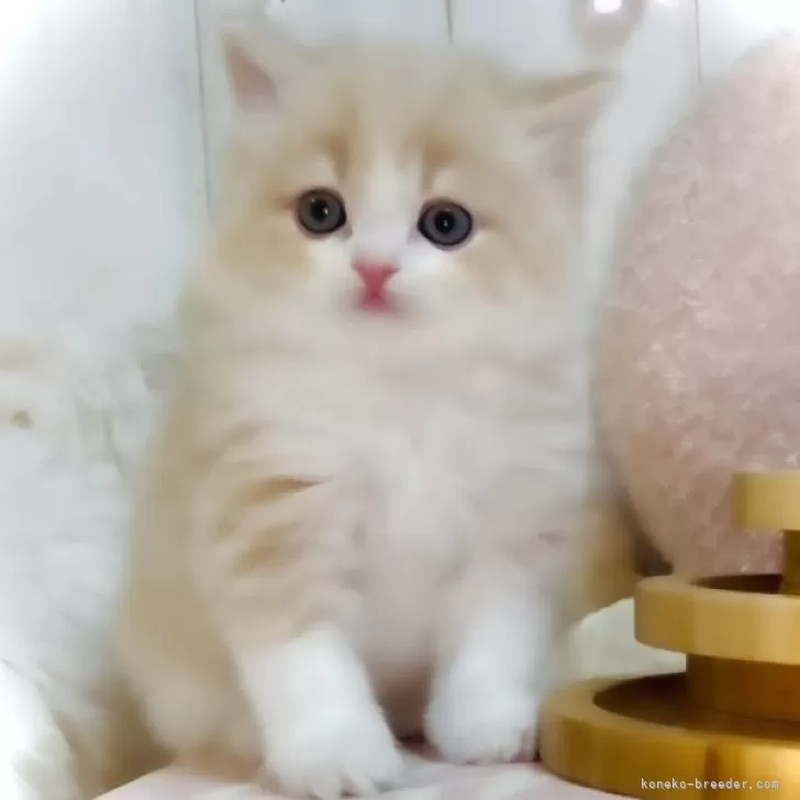 ID：2502-00067の子猫