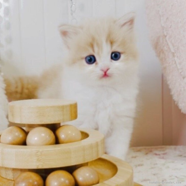 ブリーダー画像