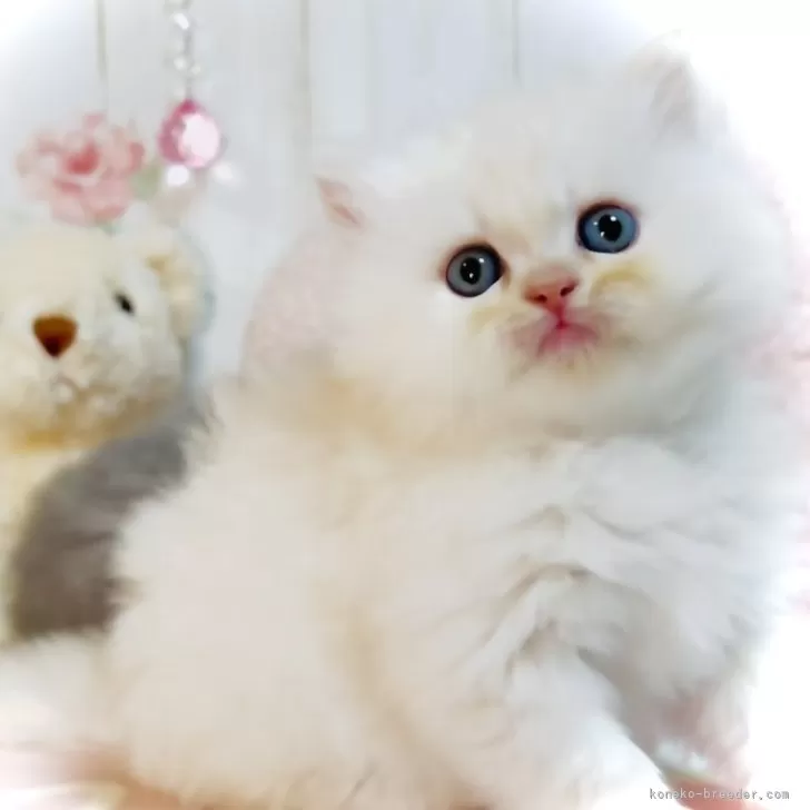 ID:2501-00348の子猫