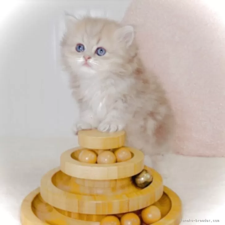 ペルシャ(チンチラ)【東京都・女の子・2025年8月31日・ブルーチンチラゴールデン】の写真1