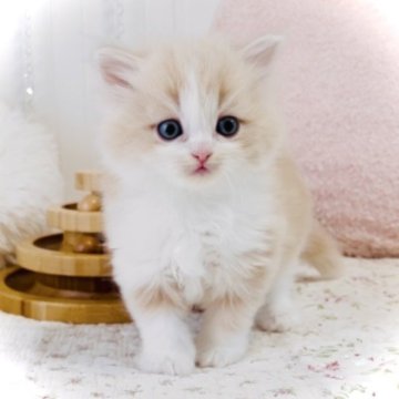 スコティッシュフォールド(立ち耳)【東京都・男の子・2025年9月25日・クリーム&ホワイト】の写真「可愛いすぎます♪男の子💜」