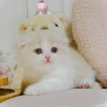 スコティッシュフォールド【東京都・男の子・2025年4月22日・クリーム&ホワイト】の写真「おっとりな男の子🐱」