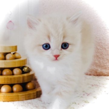 スコティッシュフォールド(立ち耳)【東京都・女の子・2025年9月25日・クリーム&ホワイト】の写真「可愛いすぎます♪女の子🩷」