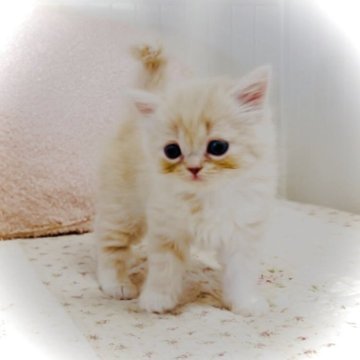 スコティッシュフォールド(立ち耳)【東京都・女の子・2025年9月24日・クリームタビー&ホワイト】の写真「可愛いすぎます♪女の子💛」