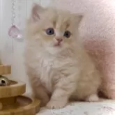 スコティッシュフォールド(立ち耳)