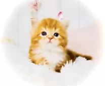 スコティッシュフォールド(立ち耳)【東京都・男の子・2025年6月5日・レッドタビー&ホワイト】の写真8