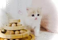 スコティッシュフォールド(立ち耳)【東京都・女の子・2025年9月25日・クリーム&ホワイト】の写真2