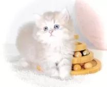 ペルシャ(チンチラ)【東京都・女の子・2025年8月31日・ブルーチンチラゴールデン】の写真3