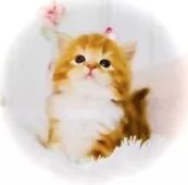 スコティッシュフォールド(立ち耳)【東京都・男の子・2025年6月5日・レッドタビー&ホワイト】の写真7