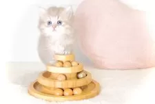 ペルシャ(チンチラ)【東京都・女の子・2025年8月31日・ブルーチンチラゴールデン】の写真5