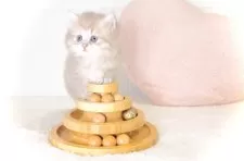 ペルシャ(チンチラ)【東京都・女の子・2025年8月31日・ブルーチンチラゴールデン】の写真6