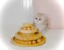 ペルシャ(チンチラ)【東京都・女の子・2025年8月31日・ブルーチンチラゴールデン】の写真7