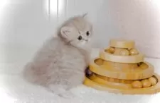 ペルシャ(チンチラ)【東京都・女の子・2025年8月31日・ブルーチンチラゴールデン】の写真10