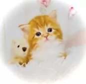 スコティッシュフォールド(立ち耳)【東京都・男の子・2025年6月5日・レッドタビー&ホワイト】の写真6