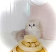 ペルシャ(チンチラ)【東京都・女の子・2025年8月31日・ブルーチンチラゴールデン】の写真7