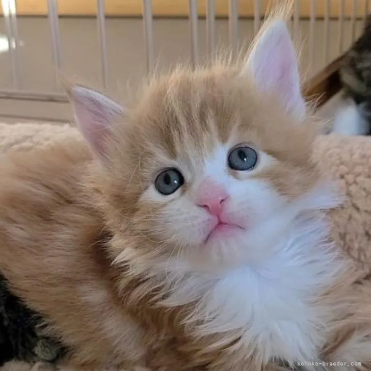 ID：2302-00597の子猫