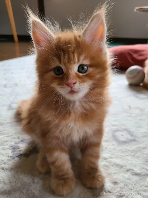 フジタ 様のお迎えした子猫
