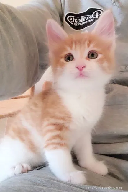 A.H 様のお迎えした子猫