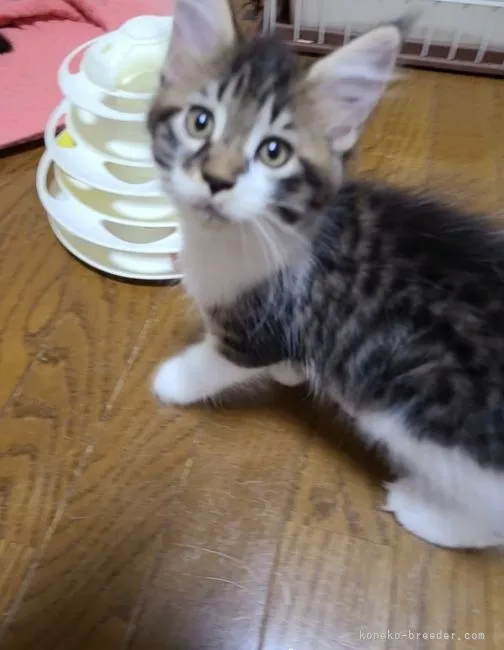 ID:2107-01467の子猫