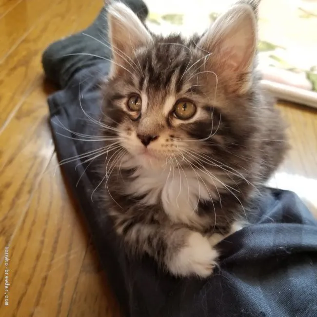 ID:1912-00395の子猫