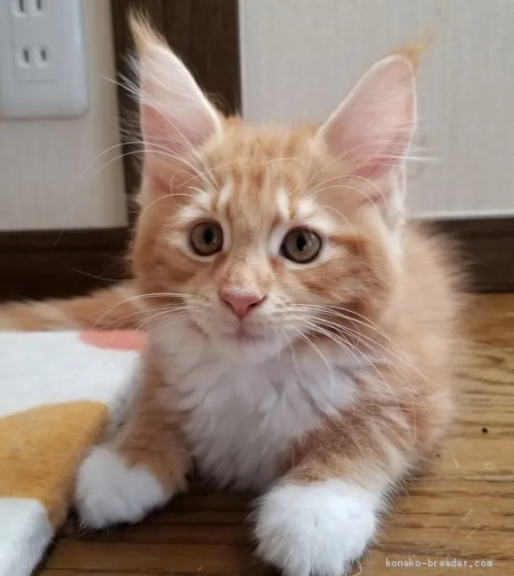 ID:1908-01859の子猫