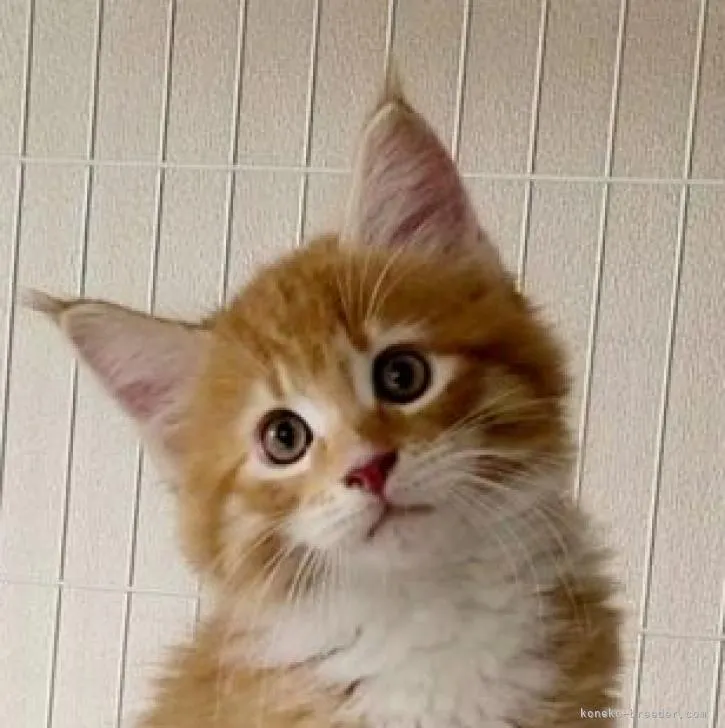 ID：2208-01056の子猫