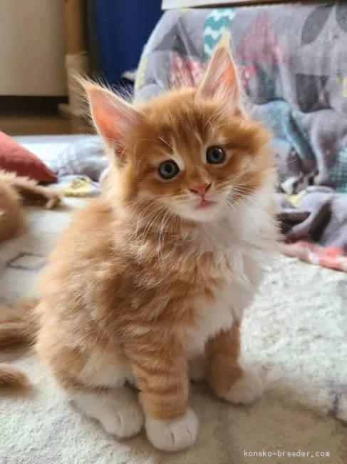 ID：2011-00855の子猫