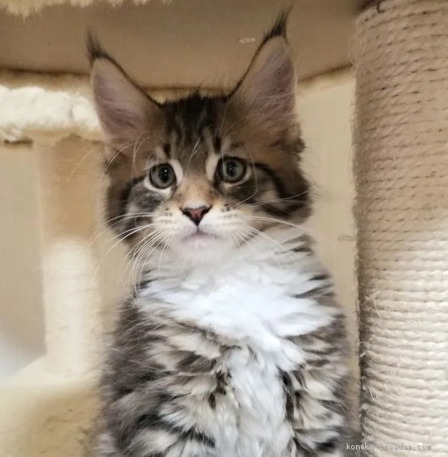 ID:1912-00516の子猫
