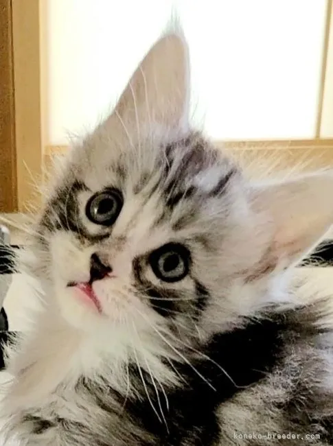 まゆちん 様のお迎えした子猫
