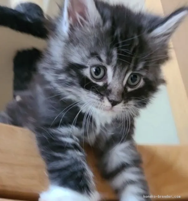 ID：2101-00279の子猫