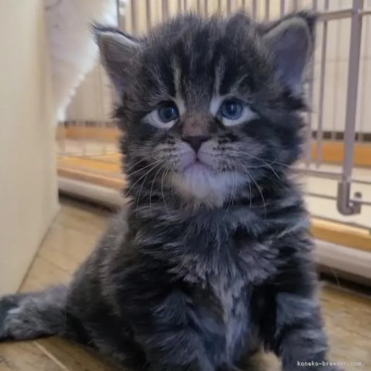 ID：2302-00290の子猫