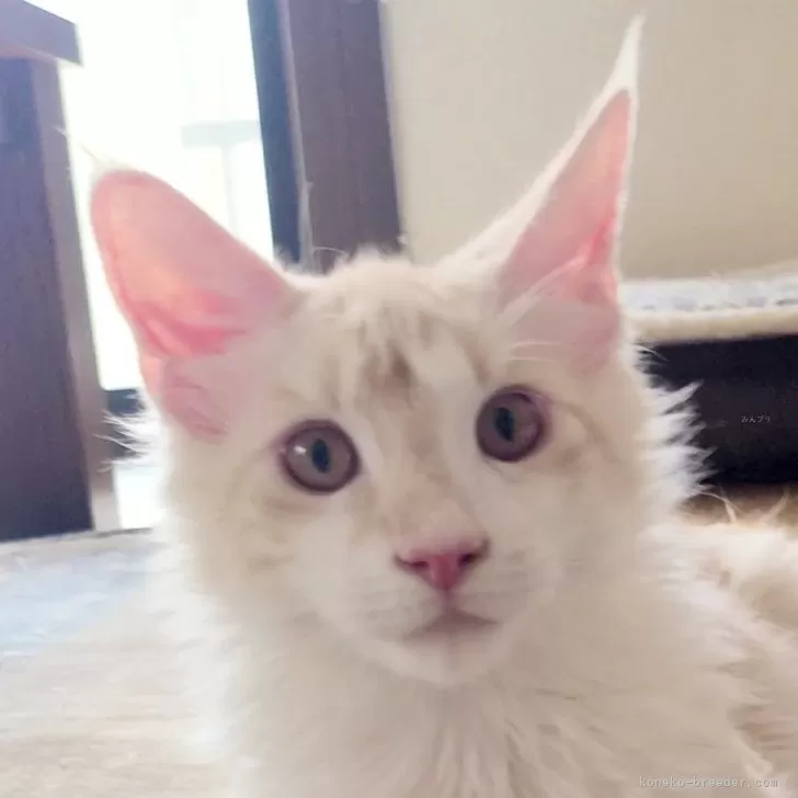 ID:2403-01593の子猫