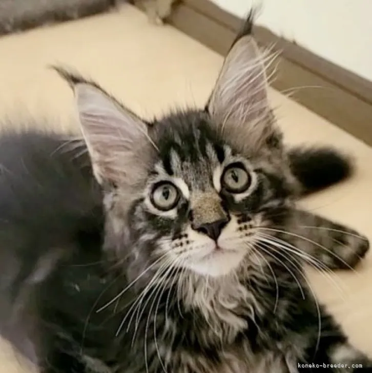ID:2305-03062の子猫