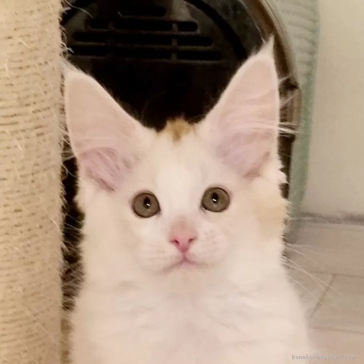 ID:2409-02738の子猫
