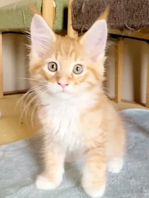 sin 様のお迎えした子猫