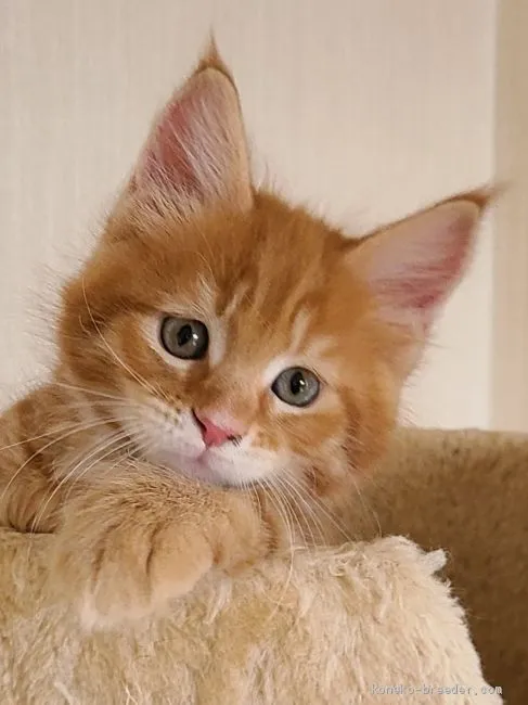 ID：2011-00772の子猫