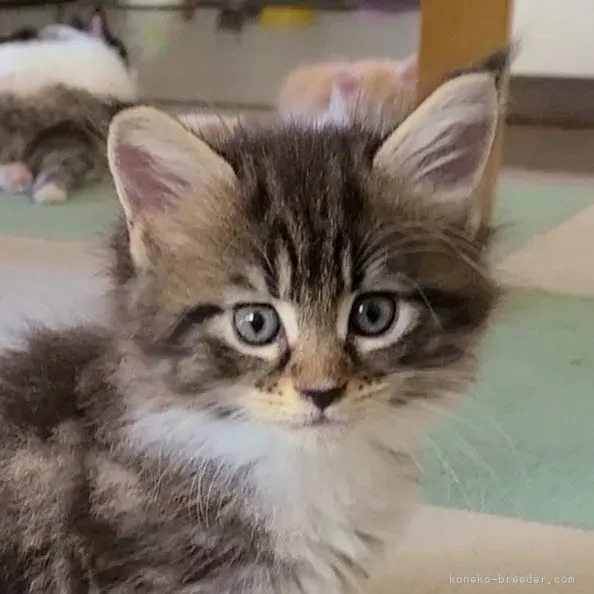 ID:2107-00838の子猫