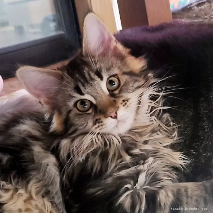 ID：2310-02548の子猫