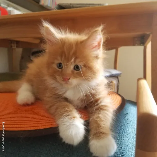 ID：1908-01500の子猫