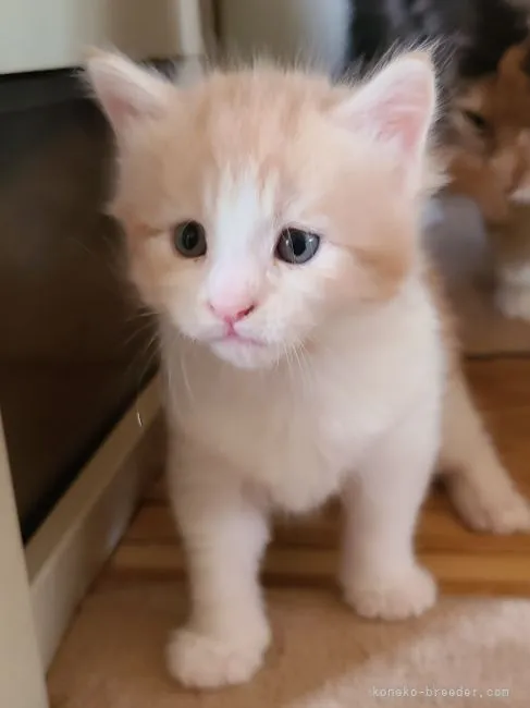 ID:2105-01850の子猫