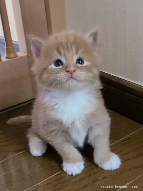 ID:2202-00479の子猫