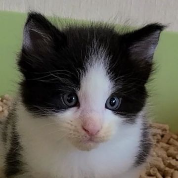 メインクーン【岡山県・男の子・2021年6月25日・ブラック&ホワイト】の写真「兄妹1のジャンボくん😸」