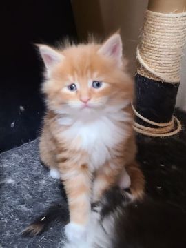 メインクーン【岡山県・男の子・2021年1月7日・レッドタビー&ホワイト】の写真「甘えん坊かな😸」