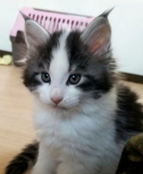メインクーン【岡山県・男の子・2019年12月19日・シルバータビー&ホワイト】の写真「スーパービッグサイズ😸」