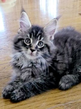 メインクーン【岡山県・男の子・2022年4月13日・ブラウンタビー】の写真「イケメンくん😸」