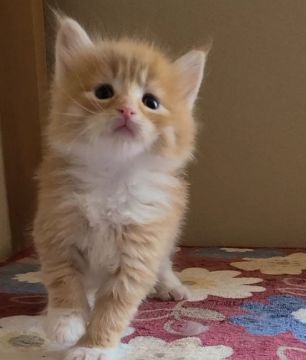 メインクーン【岡山県・男の子・2021年10月23日・レッドタビー&ホワイト】の写真「困り顔くん😸」