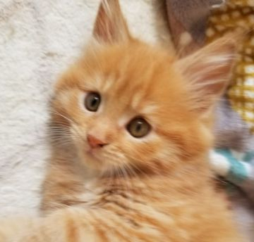 メインクーン【岡山県・男の子・2020年2月14日・レッドタビー&ホワイト】の写真「可愛いワンパク坊や😸」