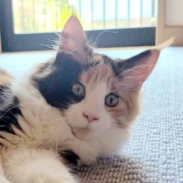 メインクーン【岡山県・女の子・2023年2月10日・キュートなキャリコちゃん😸】の写真「ママそっくりなキュートな子」